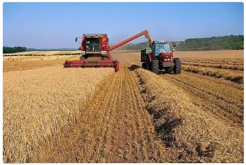 糧食豐收.jpg 糧食豐收.jpg