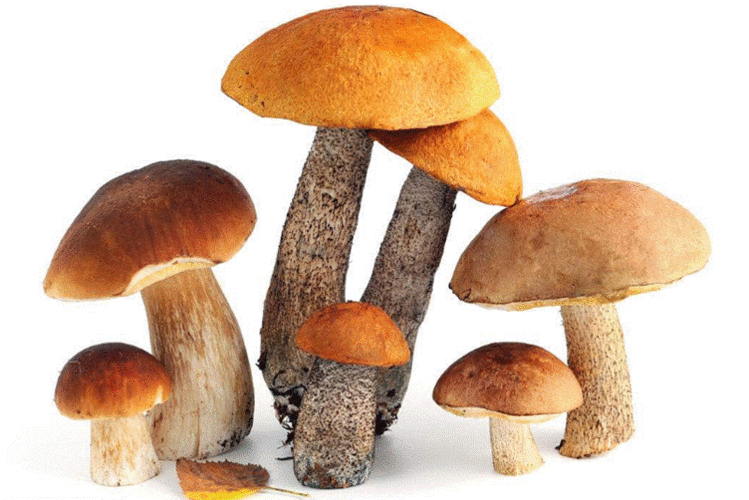 牛肝菌11111.gif 牛肝菌11111.gif